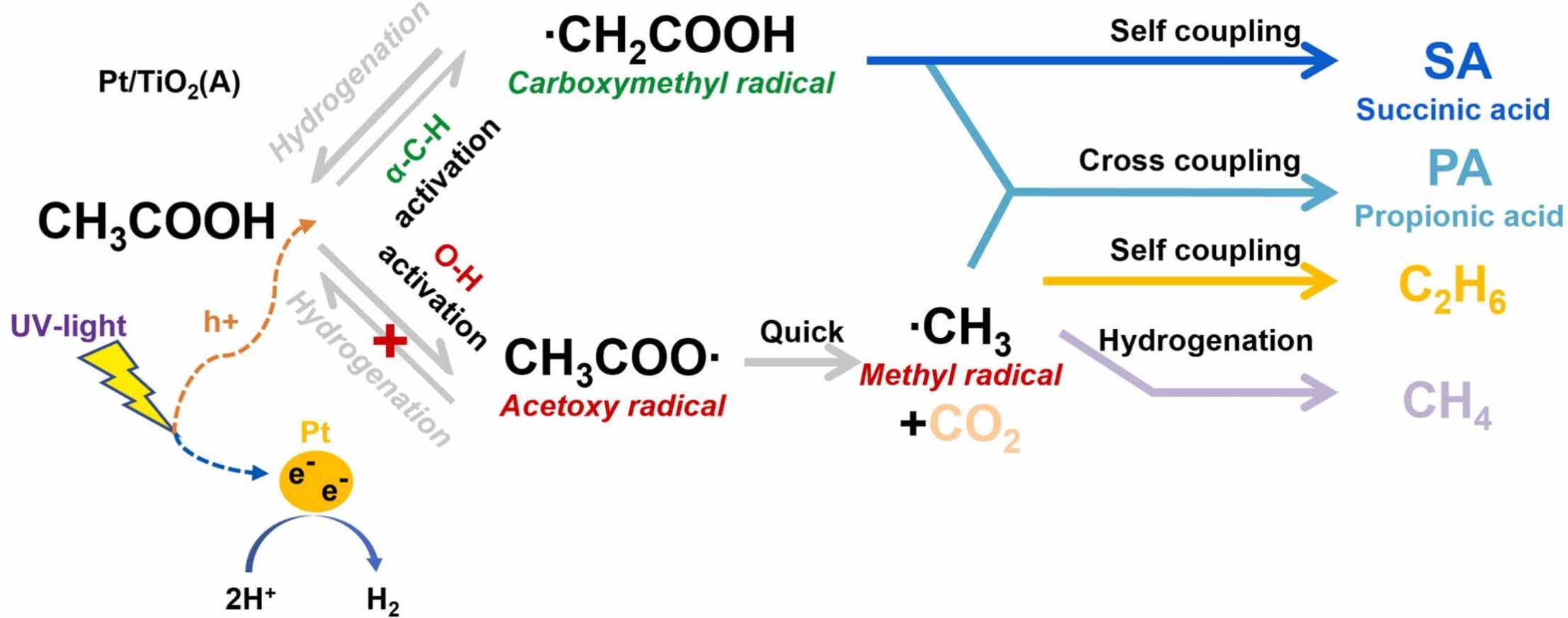 Light-driven acetic acid coupling for the production of succinic acid